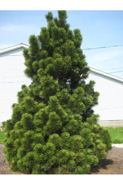 Pinus leucodermis – компактне дерево з густою темно-зеленою кроною.